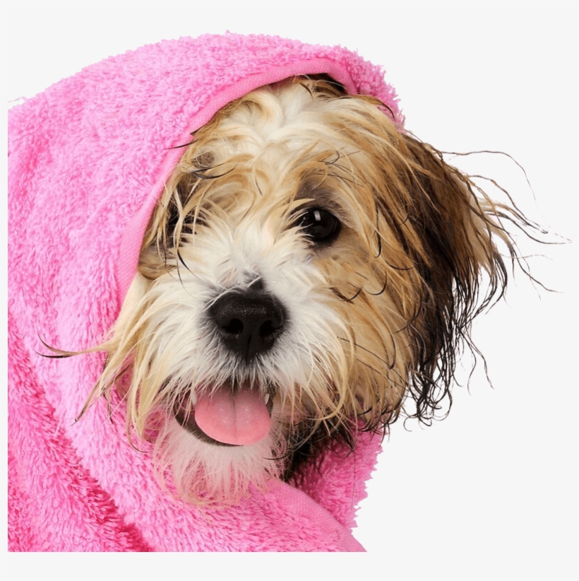 Dog In Towel, transparent png