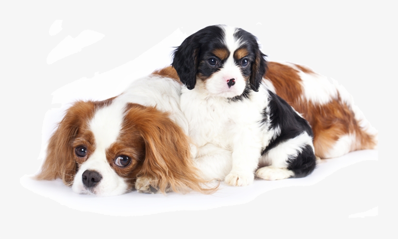 Service - Sad Dogs Transparent Background, transparent png