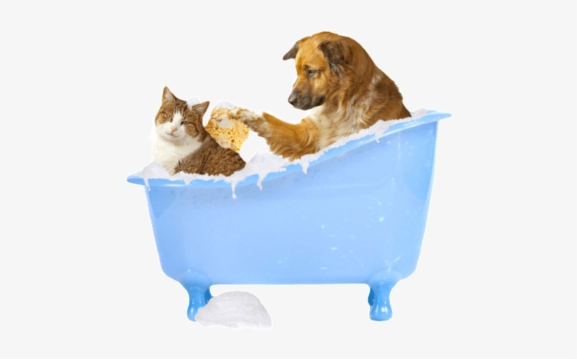 Dog Bathing Cat Clipped Rev - Cat And Dog Png, transparent png