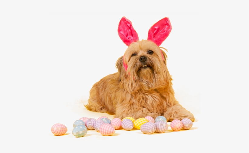 Dog Grooming Pals - Dog Easter Png, transparent png