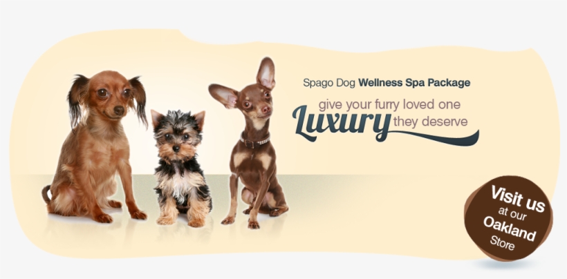 Spagodog Wellness Spa Package - Dog Decoder By David Alderton, transparent png