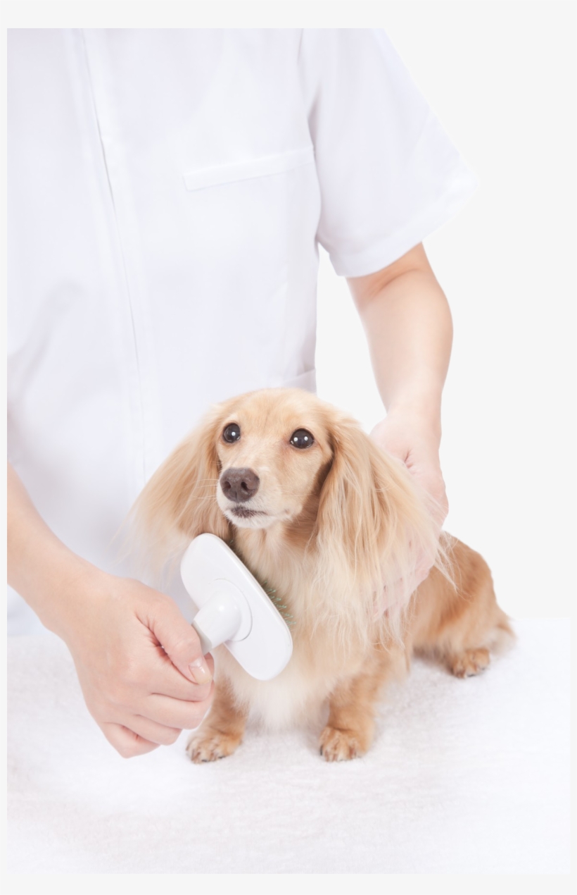 Petland Joplin Grooming - Cocker Spaniel, transparent png
