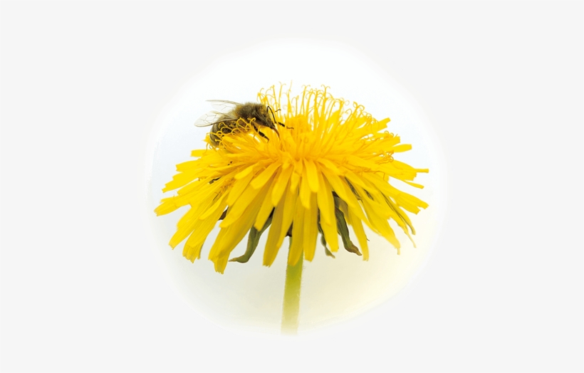 Honey Bee, transparent png
