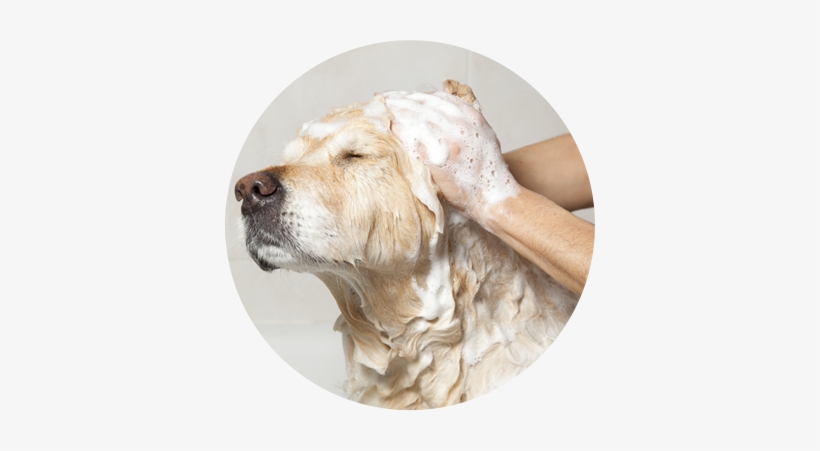Dog Bath - Glove Hair Remover Pet Glove Brush Hair Remover Massage, transparent png