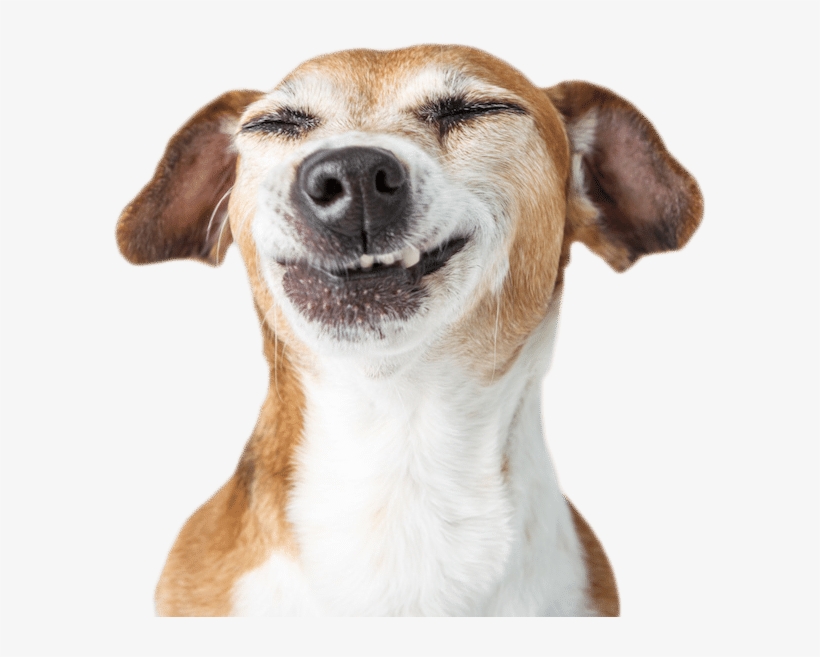 Your Pet Will Love The Care - Funny Dog Photo White Background, transparent png