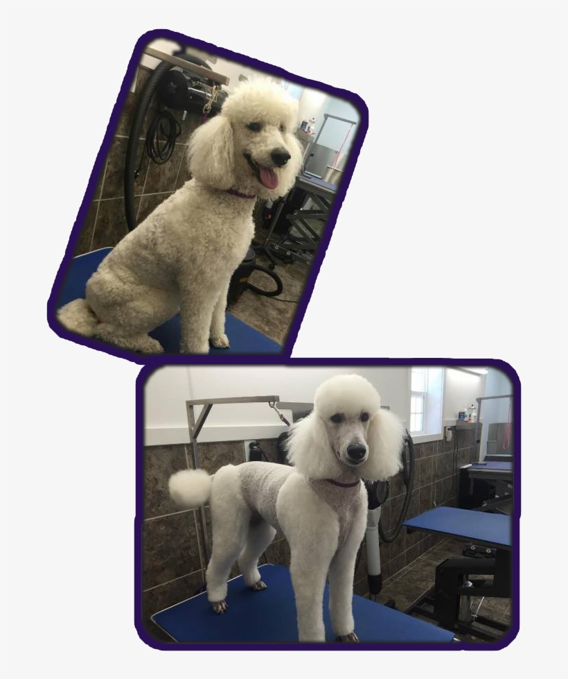 **all Prices Are Subject To Change And Are Based On - Child Grooming, transparent png