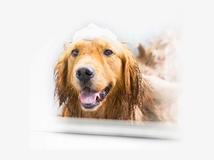 The Last Of Us - Dog Grooming Voucher, transparent png