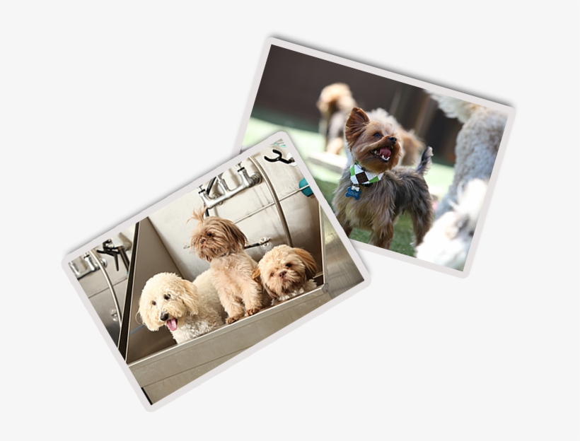 For Those Dogs Who Are Hotel Guests, Baths Are Available - Labradoodle, transparent png