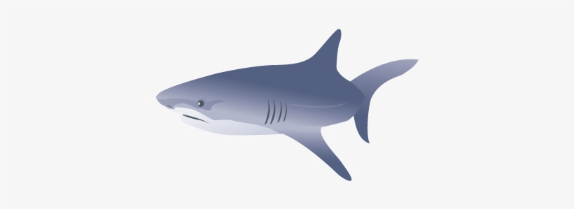 Tiburon - Shark Vector, transparent png