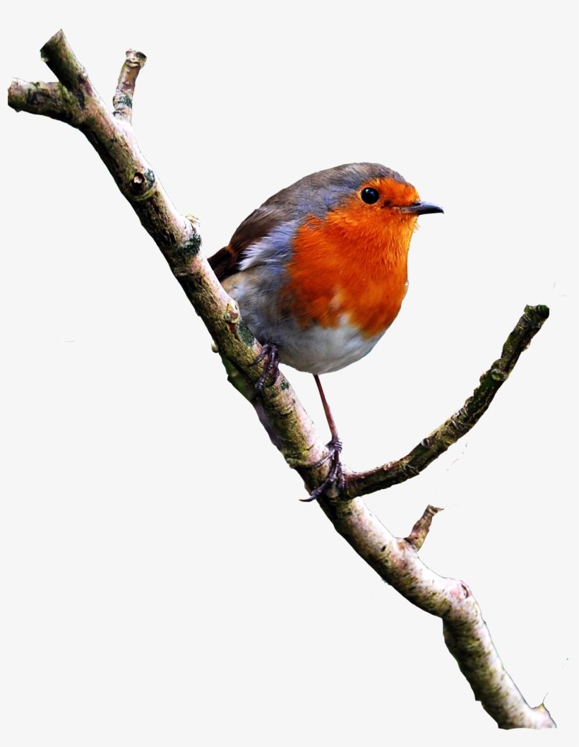 Birds Psd Image - Bird On Branch Png, transparent png