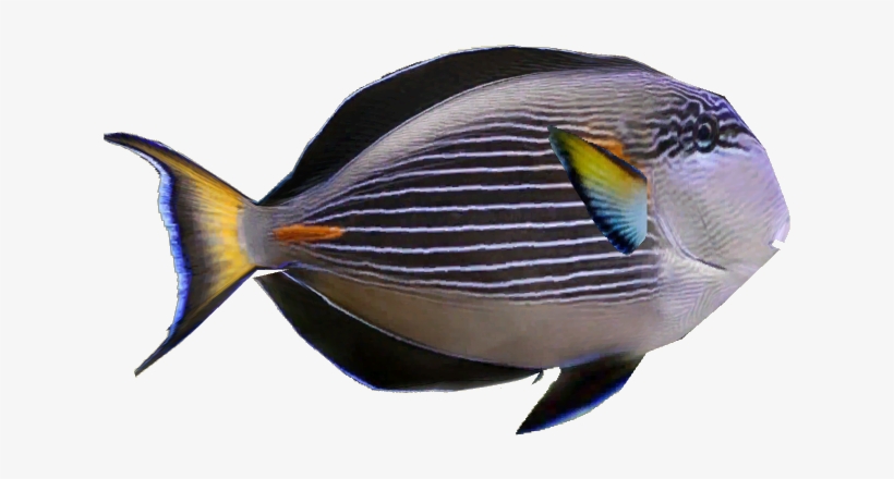 Sohal Tang - Pomacentridae, transparent png
