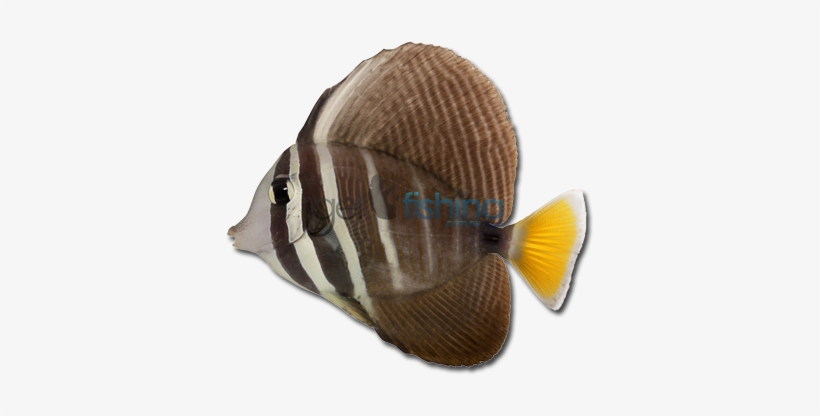 Sailfin Tang, transparent png