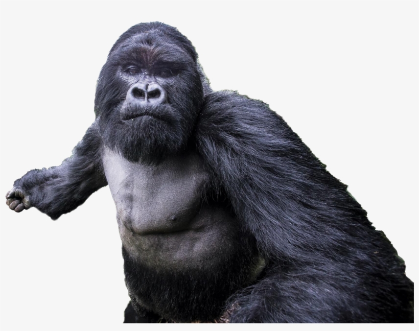 Cutout - Mountain Gorilla When Born, transparent png