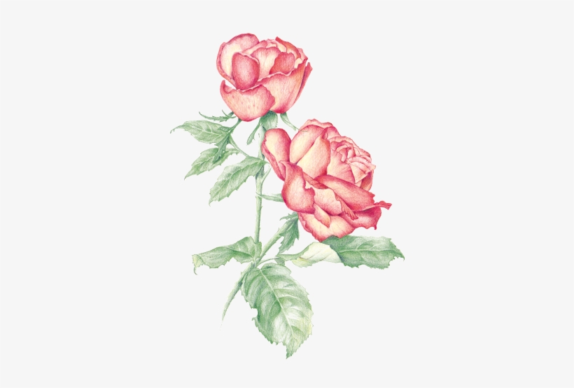 Rose - Floribunda, transparent png