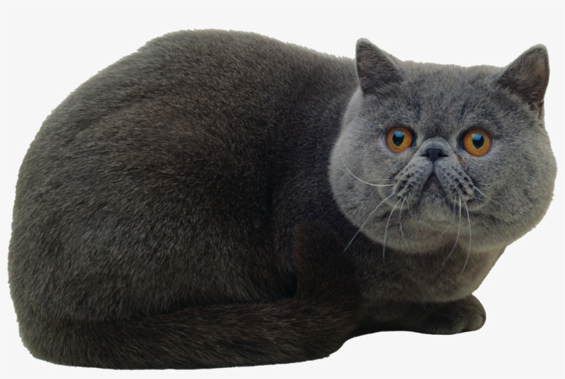 Cat Png - Кошка Пнг, transparent png