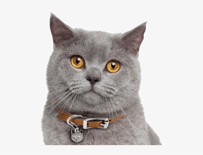 Search - British Cinnamon Shorthair Cat, transparent png