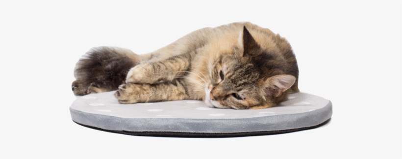 Kitty Nap Pad Light Gray - Domestic Short-haired Cat, transparent png