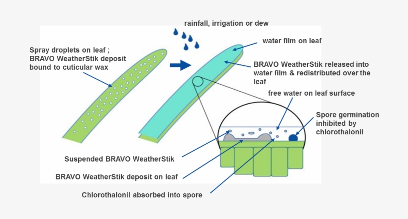 Actually Benefit From Light Rain By Improving The Redistribution - Rainfastness, transparent png