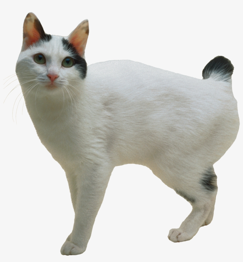 Cat Png - Japanese Bobtail Cat Breed, transparent png