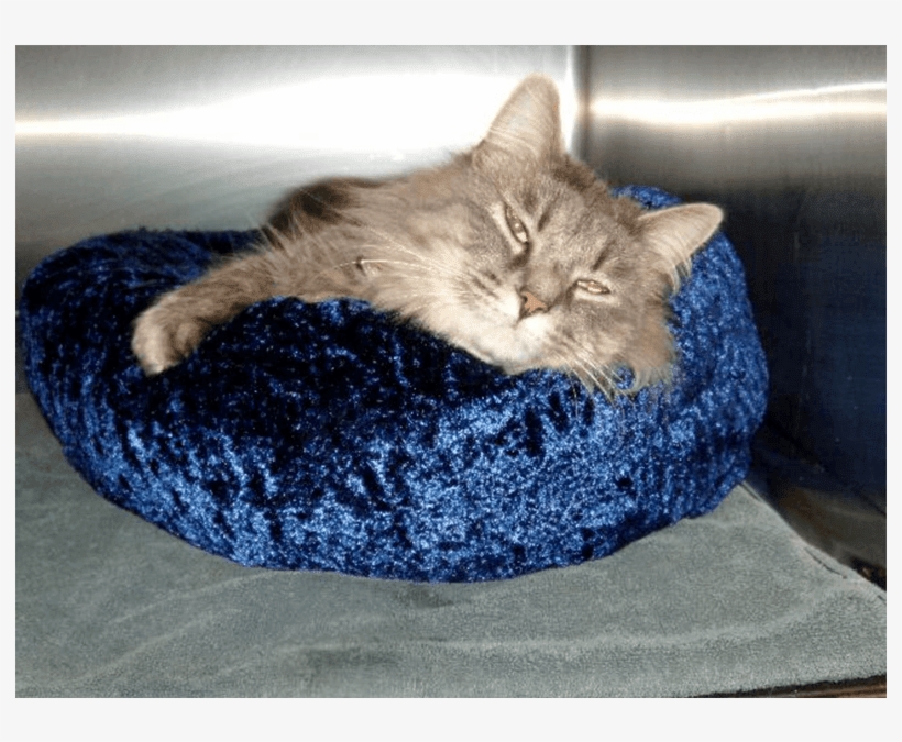 Gray Cat In Blue Bed - Cat, transparent png