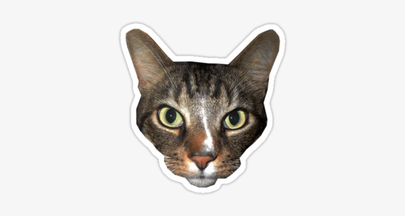 Cat Face Png Download " - Cat Face Stickers Png, transparent png
