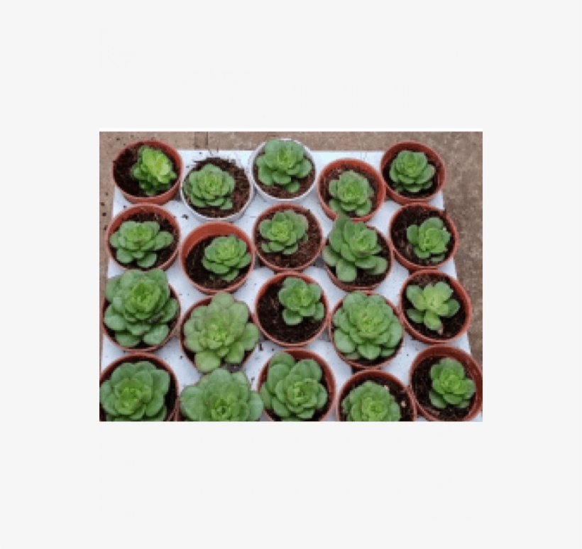 Aeonium 'lily Pad' Live Succulent Plants With Plastic - Tree Houseleek, transparent png