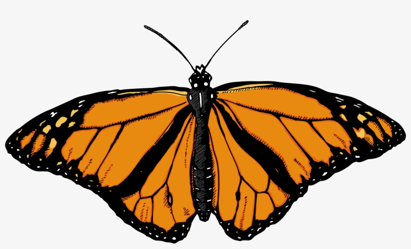 Butterfly Png Image Png Image - Butterflies On A White Background, transparent png