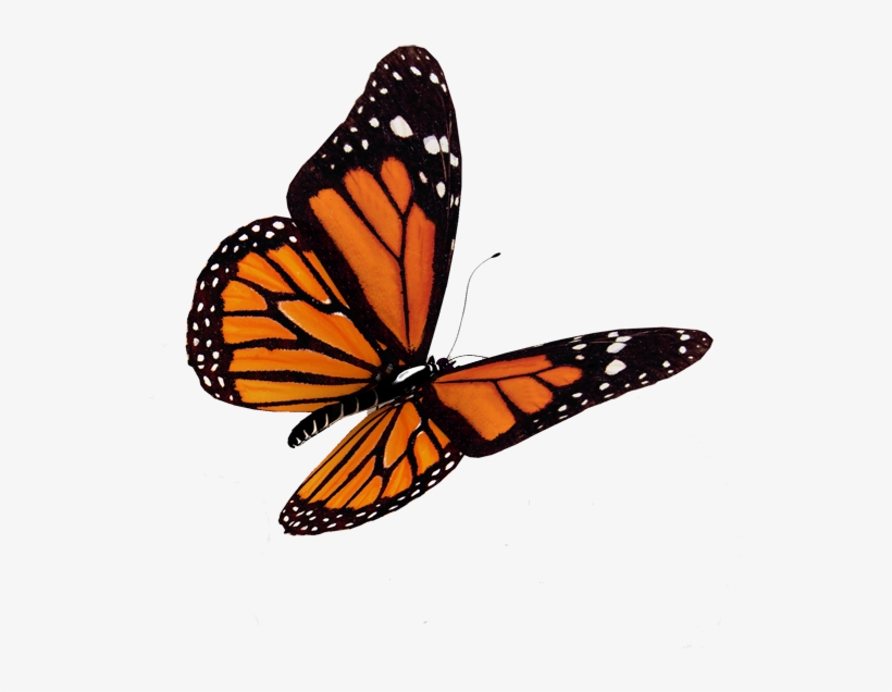 Butterflies - - Quotes On All Souls Day, transparent png