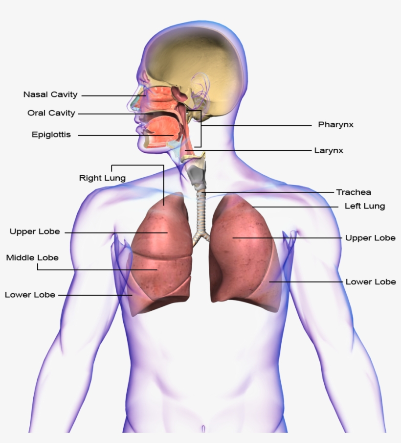 Respiratory System, transparent png