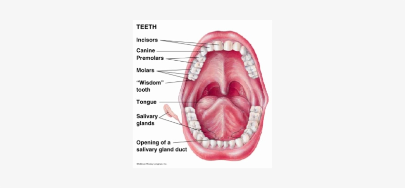 Big Hole - Teeth Diagram, transparent png