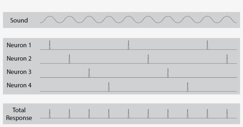 Volley Principle Of Hearing - Volley Principle, transparent png
