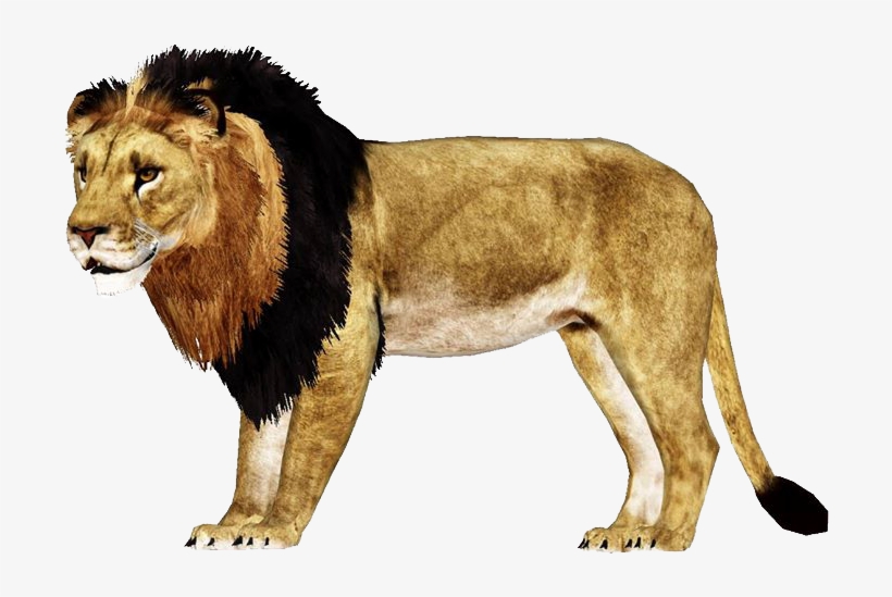 African Lion - Zt2 African Lion Remake, transparent png