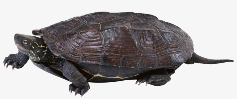 Sea Turtle, transparent png