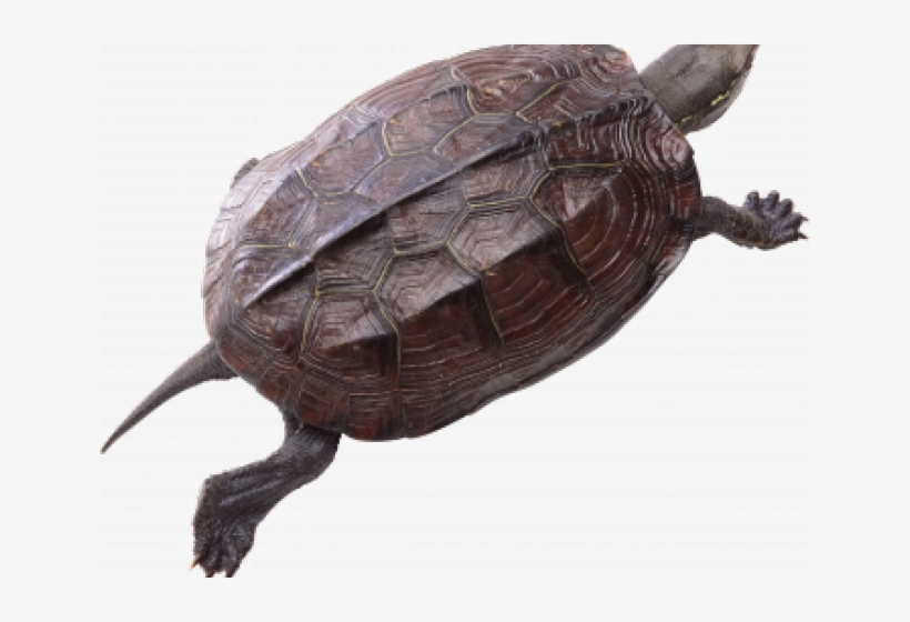 Snapping Turtle Png Transparent Images - Turtle, transparent png