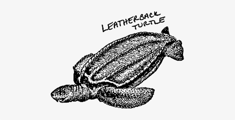 Loggerhead Sea Turtle Leatherback Sea Turtle Tortoise - Leatherback Turtle Clipart, transparent png