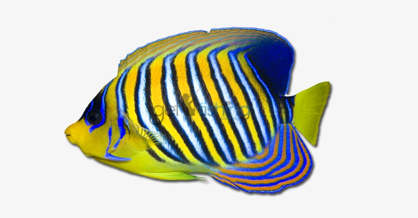 Angelfish Png Transparent Hd Photo - Clipart Of A Transparent Fish, transparent png