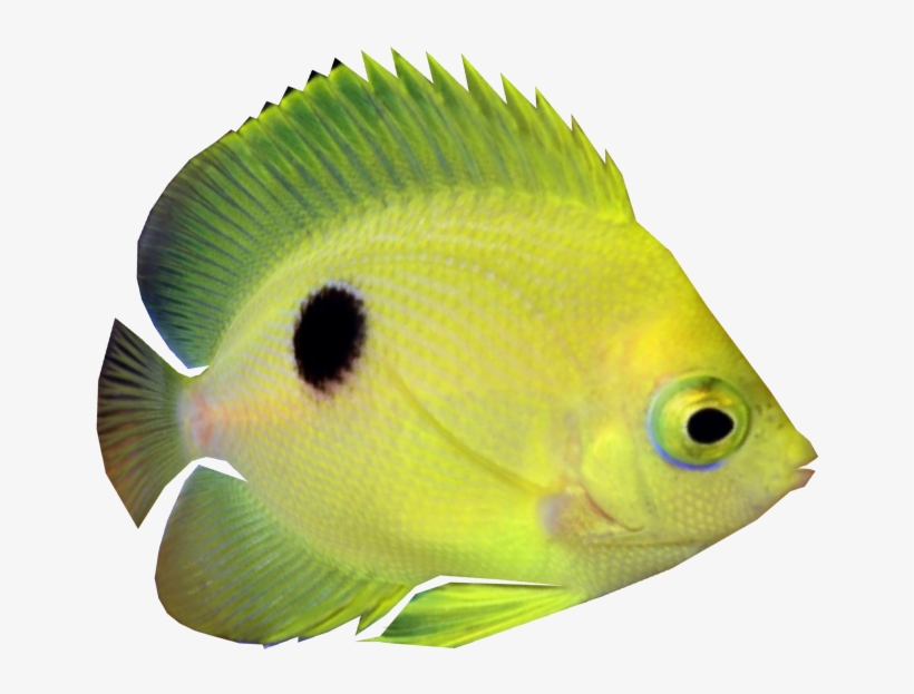 Narc Angelfish - Coral Reef Fish, transparent png