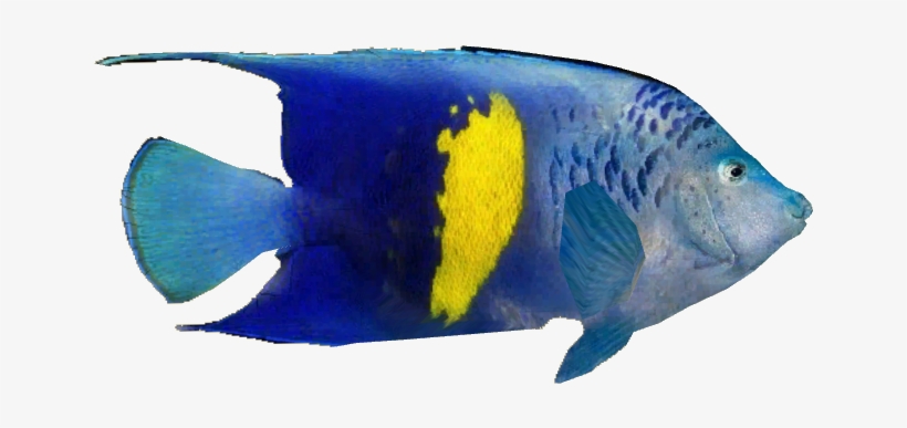 Arabian Angelfish V2 - Coral Reef Fish, transparent png