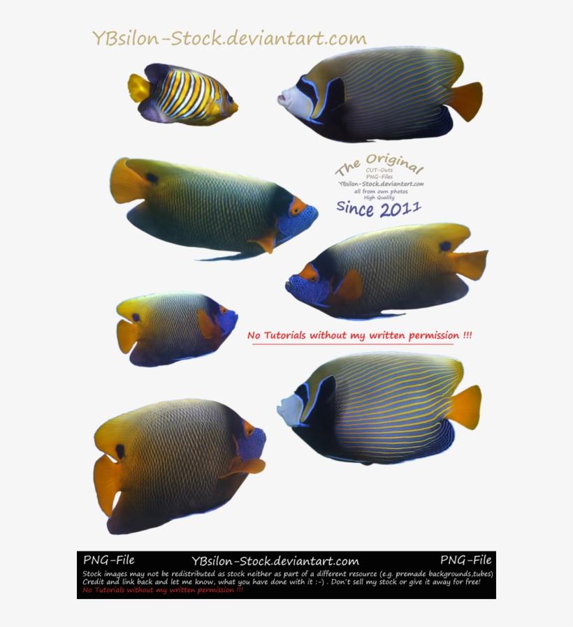Angel Fishes By Ybsilon-stock - Holacanthus, transparent png