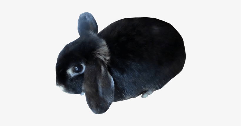 Black Bunny Rabbit - Black Bunny, transparent png