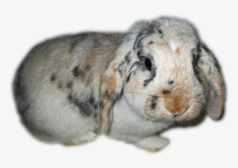 Free Icons Png - Rabbits Clip Art Transparent Background, transparent png