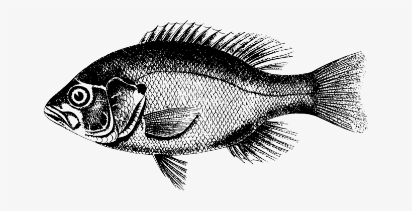 Animal Fish Freshwater River Fish Fish Fis - Fish Pictures Black And White, transparent png