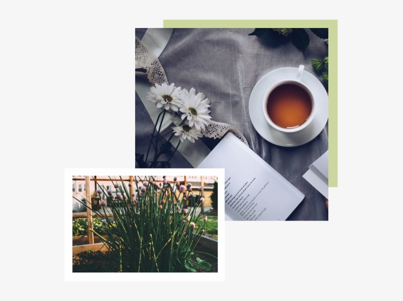 Contact Ciandra Jackson - Herbal Remedies: 2 Books In 1: Herb Gardening And Herbal, transparent png