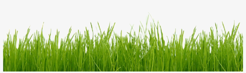 Organische Mestkorrels Verbranden Namelijk Niet Uw - Nature Grass, transparent png