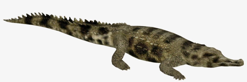 False Gharial - Zoo Tycoon 2 Nile Crocodile, transparent png