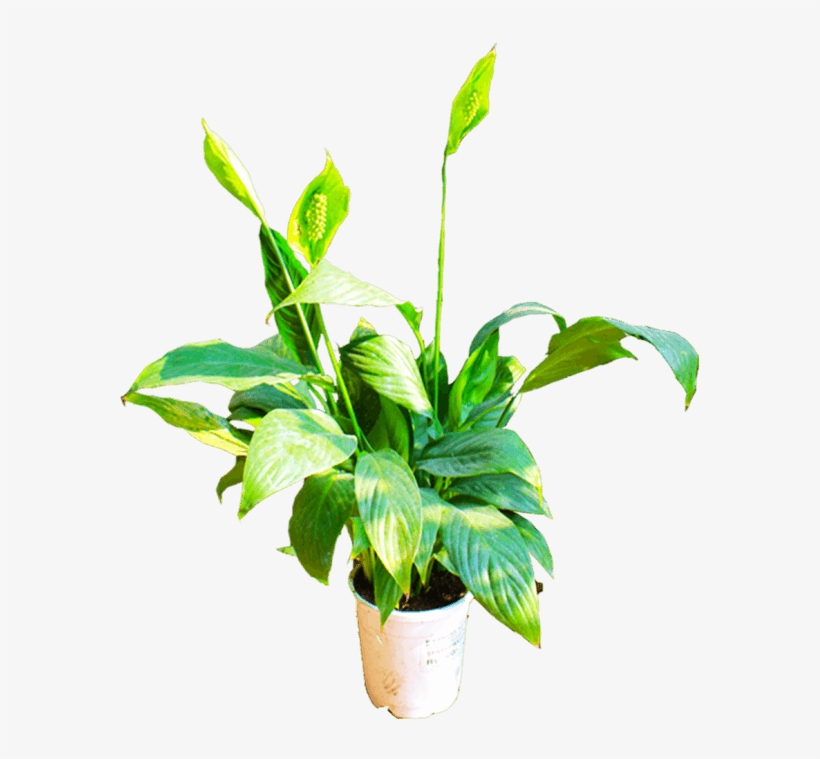 If You Like This Template And Want To Use Them, Please - Flowerpot, transparent png