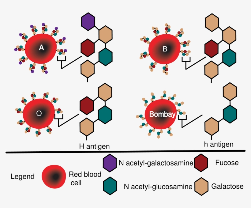 Https - //upload - Wikimedia - - Red Cell Antigen Structure, transparent png