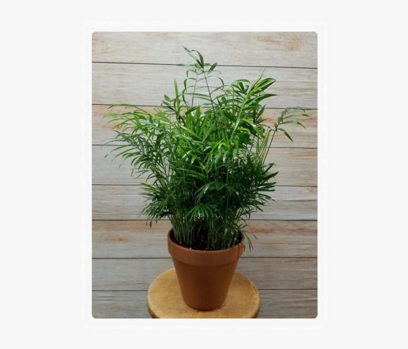 Chamaecyparis Obtusa Nana Gracilis Bonsai, transparent png