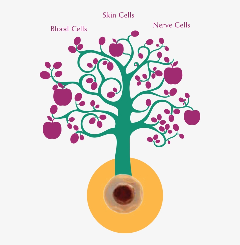 Our Body's Stem Cells Which Are Similar To A Seed Of - Brand You Can Trust, transparent png