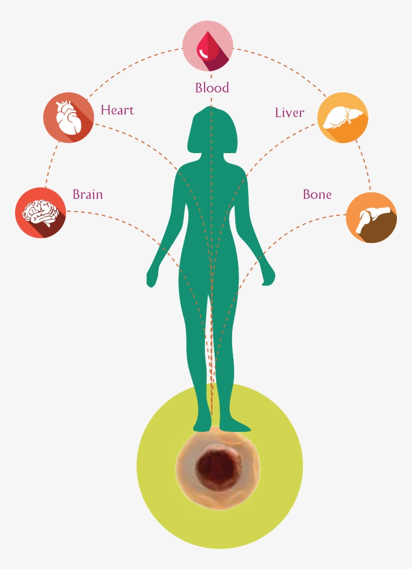 Our Body's Stem Cells Which Are Similar To A Seed Of - Stem Cell, transparent png